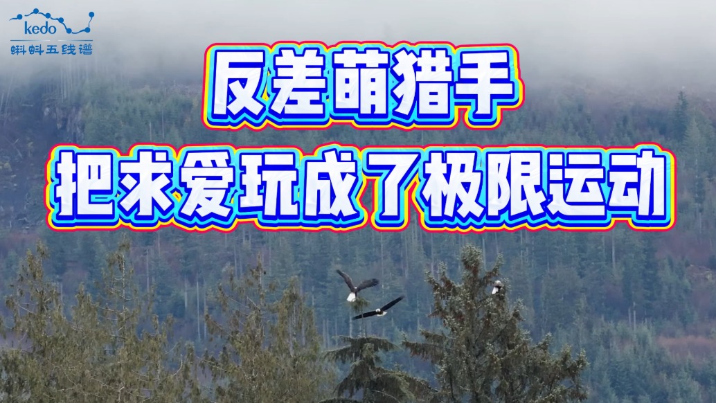 奇葩动物大揭秘:反差萌猎手把求爱玩成了极限运动