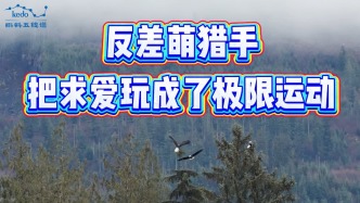 奇葩動物大揭秘：反差萌獵手把求愛玩成了極限運(yùn)動