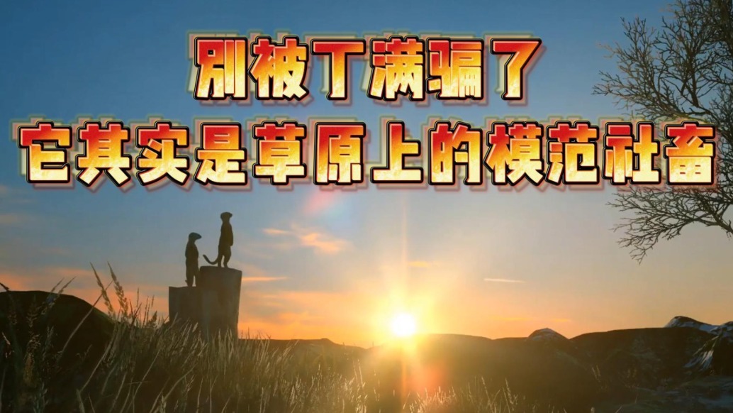 奇葩動(dòng)物大揭秘 | 別被丁滿騙了，它其實(shí)是草原上的模范社畜