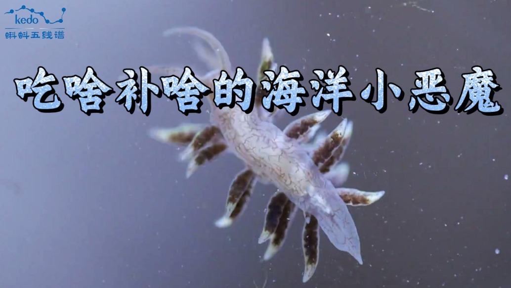 奇葩動物大揭秘 | 吃啥補啥的海洋小惡魔