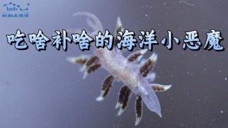 奇葩動物大揭秘 | 吃啥補啥的海洋小惡魔