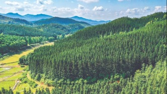 我国“人均100棵树”说明了什么？