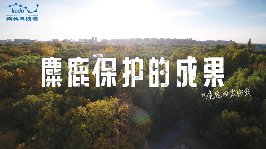 麋鹿回家40載：麋鹿保護的實踐成果