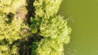嶧州印象 | 一程蒹葭，一川逝水