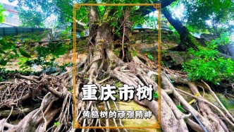 漫游重慶中山四路，實拍崖壁上的黃葛樹，領略它頑強的城市精神