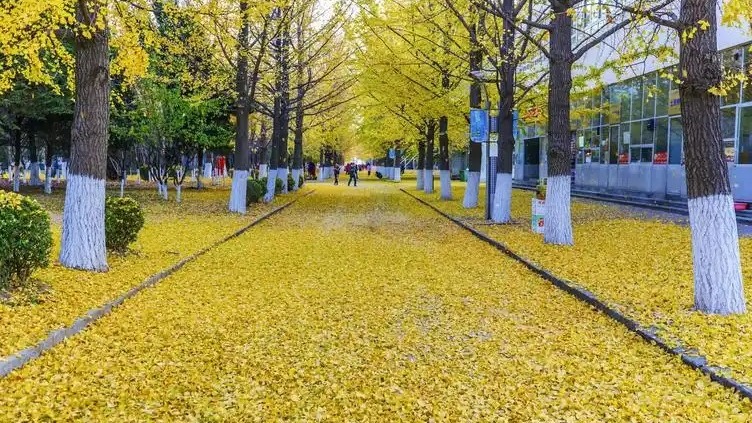 秋天的銀杏大道像一條金色的絲帶,為城市增添了一份獨(dú)特的韻味和浪漫氣息