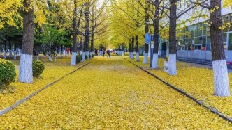 秋天的銀杏大道像一條金色的絲帶，為城市增添了一份獨特的韻味和浪漫氣息