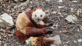 武當(dāng)山生態(tài)保護(hù)成效卓著 綠水青山繪就"兩山"實(shí)踐新圖景