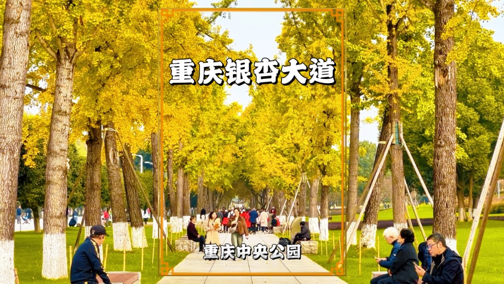 實(shí)拍重慶銀杏大道，銀杏葉在陽(yáng)光下鎏金閃爍，成為最治愈的風(fēng)景