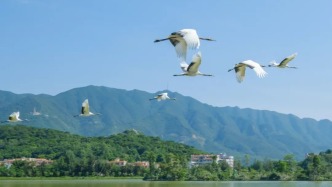 “神秘嘉宾”抵达肇庆！这些地方能找到Ta们→