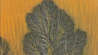 日復(fù)一日，雕琢出這棵神奇的“潮汐樹” 它不僅是風(fēng)景，更是維護(hù)海岸生態(tài)的天然屏障