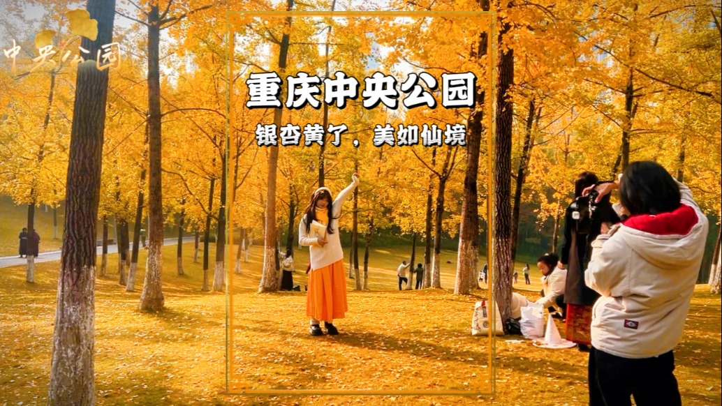 清晨的重慶中央公園銀杏林，滿眼金黃，如同藏在都市里的童話世界