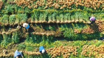 郴州汝城縣：汝城小黃姜香飄海外