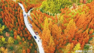 懷化鶴城區(qū)：百畝水杉換紅裝