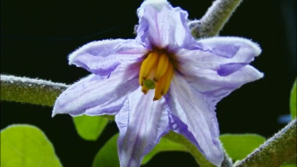 “植物之美”延時攝影系列 · 黛暈漸染