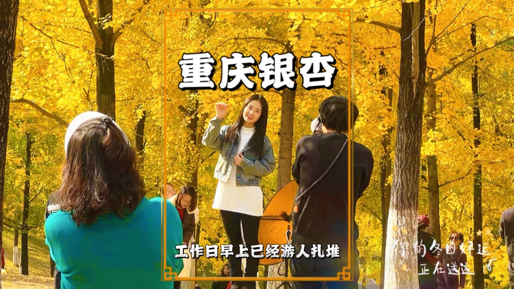 重慶中央公園銀杏有多火？工作日清晨游客扎堆，儼然成熱門打卡地