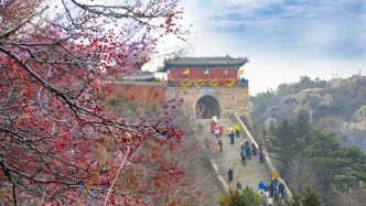 岱顶初冬：暖阳拂古松，山径缀金芒