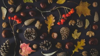 “走到哪兒摘到哪兒”，撿秋，咋就成了“薅秋”？