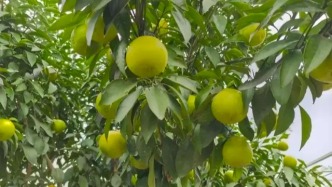 不是網(wǎng)紅帶貨，是研究生賣科研成果！這顆柑桔憑什么被搶瘋？