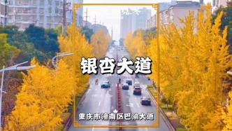 重慶潼南巴渝大道，兩排銀杏金黃搖曳，如同一條夢幻般的金色大道