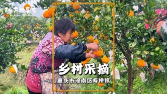 重慶周末好去處：潼南壽橋耙耙柑采摘，果肉清甜超好吃