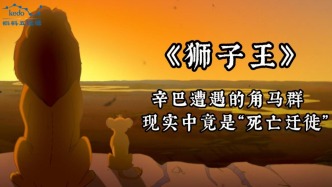 童年动画大科普《狮子王》| 辛巴遭遇的角马群，现实中竟是 “死亡迁徙”！