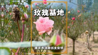 实拍冬天的重庆玫瑰花海，虽然寒气渐浓，却有大量花朵傲立枝头