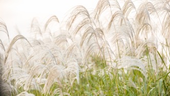 聽說東營竟然“下雪”了？？？