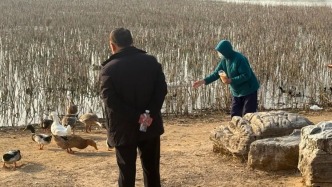 別讓投喂耽誤了它們的“回家路”