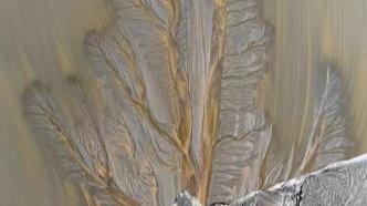 當(dāng)潮水退去，灘涂上生長出蔚為壯觀的“大地之樹”