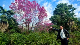 王政 | 冬樱绽放正当时