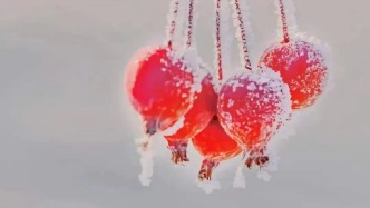 夜读｜鄂尔多斯的冬天，从杀猪菜开始