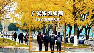 初冬的廣安，街頭銀杏已換上金黃盛裝，隨手一拍便美如畫卷