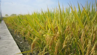 我國科學家破解水稻高溫感知機制 助力水稻穩(wěn)產