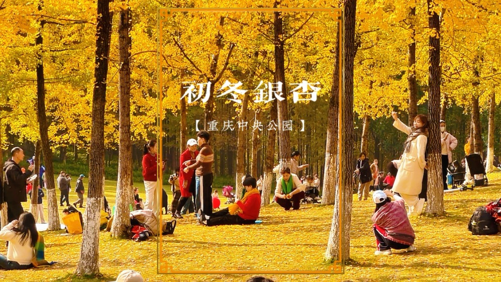 重慶中央公園最后的銀杏林，一場冬雨后即將飄零，錯過將再等一年