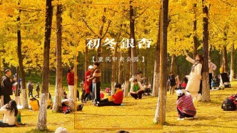重慶中央公園最后的銀杏林，一場冬雨后即將飄零，錯(cuò)過將再等一年