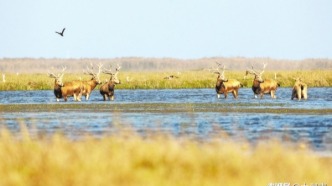 益陽沅江：麋鹿“做客”南洞庭