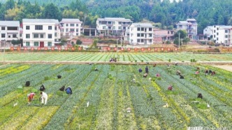永州新田縣：冬種蔬菜促增收