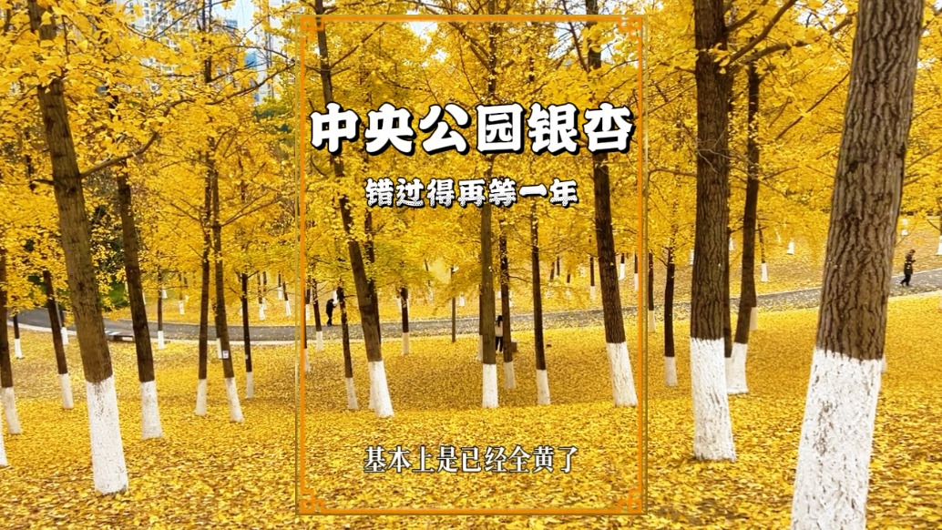 實拍重慶中央公園銀杏林，放眼望去如金色海洋，錯過將再等一年