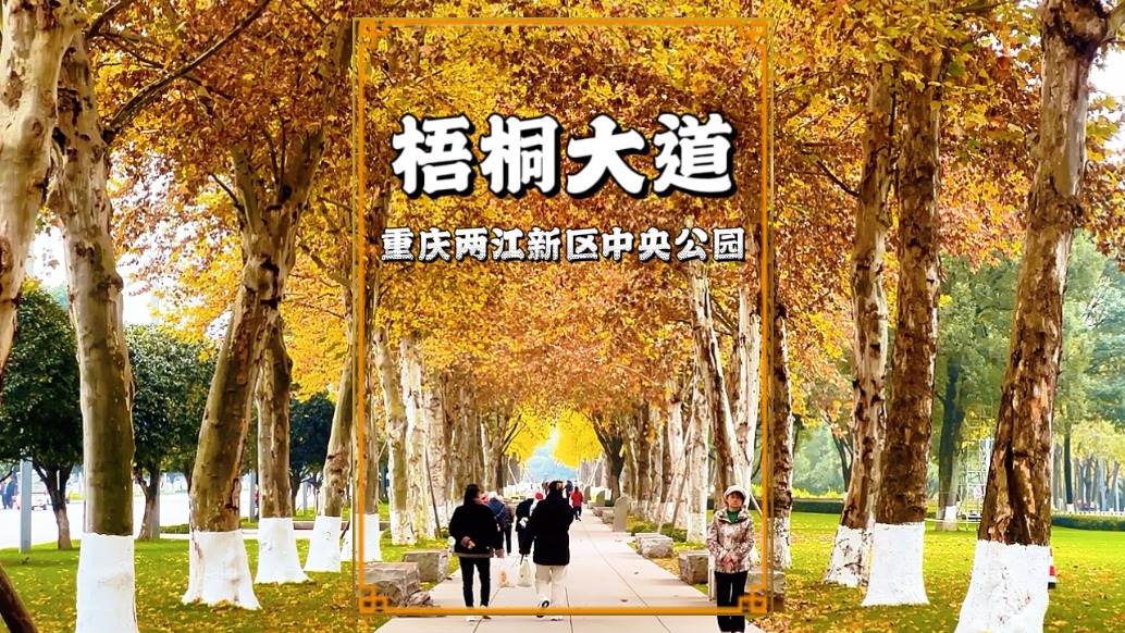重慶有條梧桐大道，枝葉交織成天然穹頂，藏著山城最溫柔的浪漫