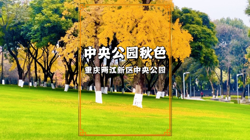 冬游重慶中央公園，層林盡染五彩斑斕，成初冬最美的風(fēng)景線