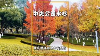 秋游重慶中央公園，遇見一片水杉林，緋紅與蒼翠交織美如畫卷