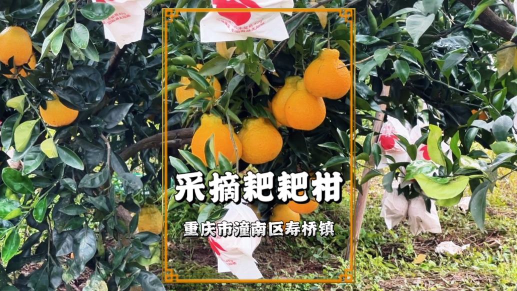 冬游重庆潼南，到寿桥采摘耙耙柑，体验采摘的乐趣