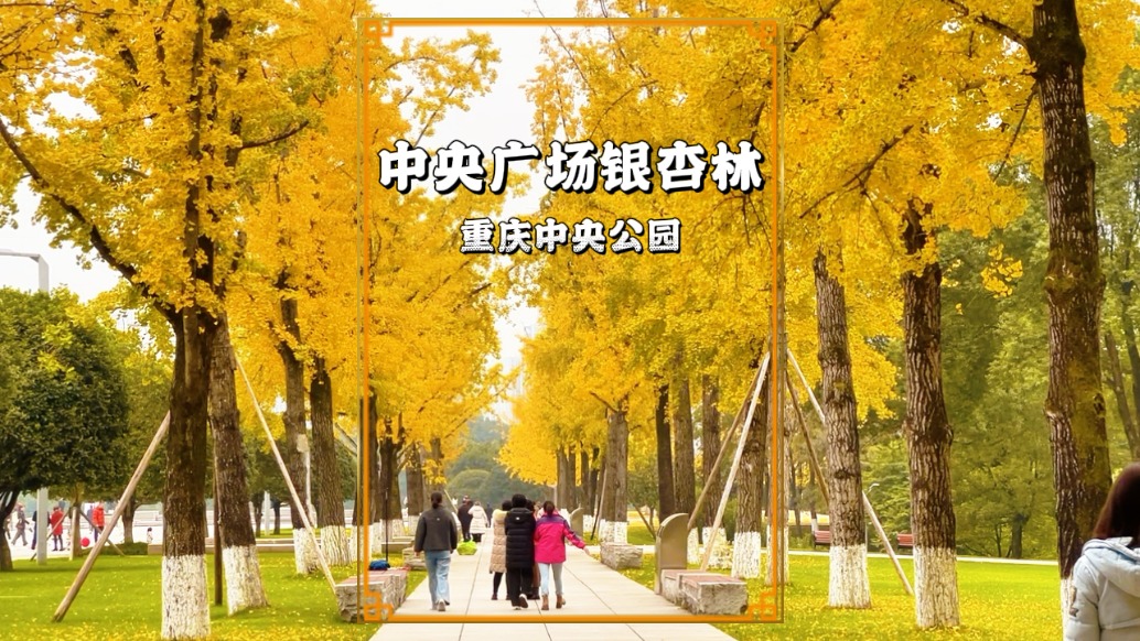 重慶中央廣場銀杏林，除了東八區(qū)銀杏坡，中央廣場的銀杏林也很美