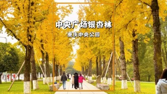 重慶中央廣場銀杏林，除了東八區(qū)銀杏坡，中央廣場的銀杏林也很美