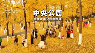重慶中央公園今日實拍，銀杏最美時節(jié)倒計時，目測一周會全部掉光