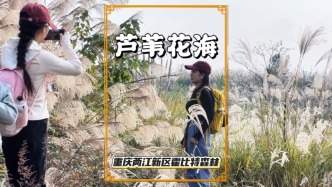 重慶有片蘆葦花海，隨風搖曳似白色海洋，拍照超出片