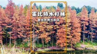 重慶有片絕美水杉林，藏在霍比特森林，是拍照超美的網(wǎng)紅打卡地