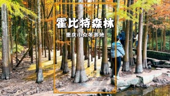 重慶小眾郊游秘境，兩江新區(qū)霍比特森林，水杉已紅，拍照超美