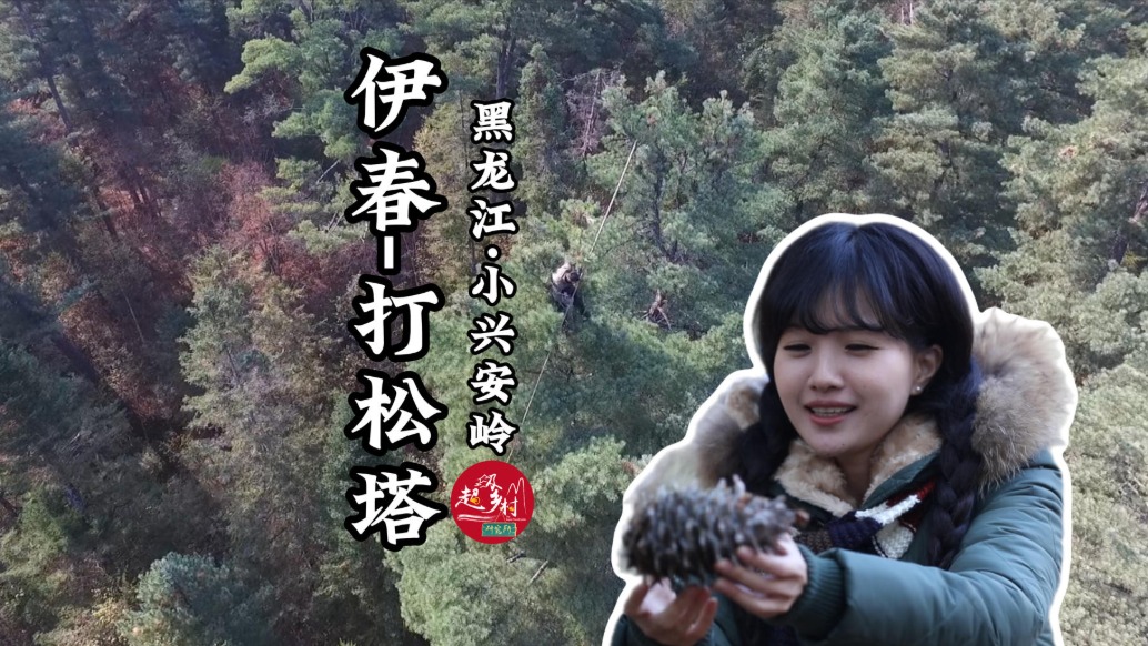 徒手爬上10層樓高的松樹，黑龍江伊春打塔人的采松塔日常